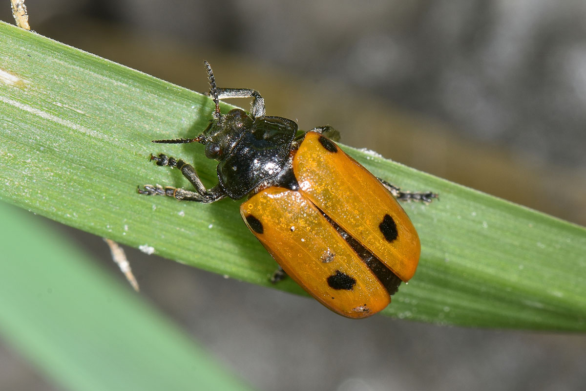 Chrysomelidae:  Clytra sp.?  S ! Clytra cfr. quadripunctata